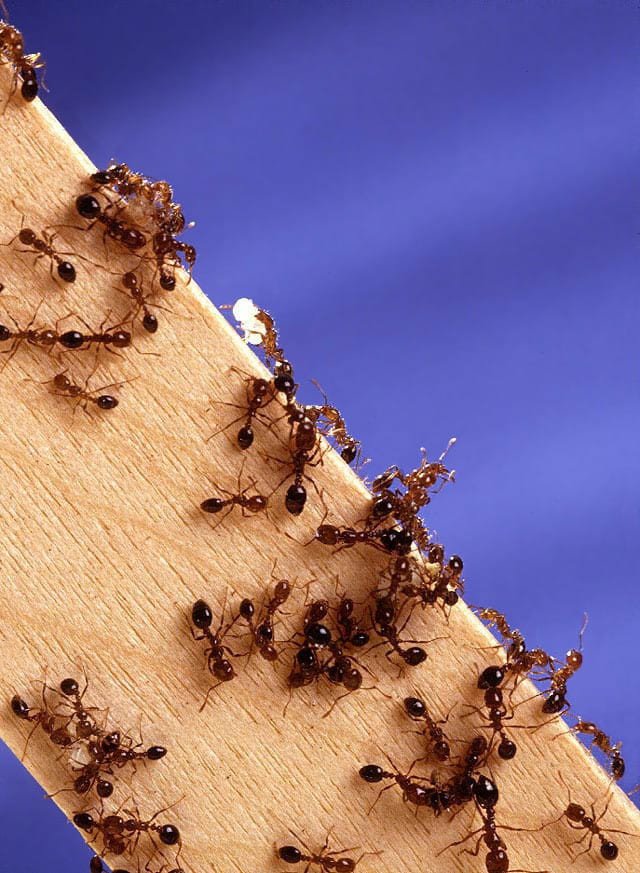 Pest of the Month Fire Ants Bayou Cajun Pest Control